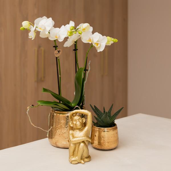 Orchidee | Witte Phalaenopsis orchidee - Amabilis - potmaat Ø9cm