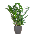 Zamioculcas Zamiifolia in Viber pot - 80 cm - Ø21 cm | ZZ-plant