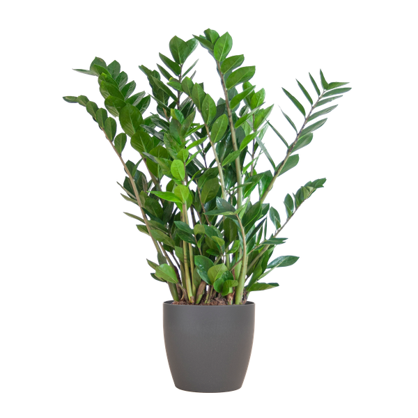 Zamioculcas Zamiifolia in Viber pot - 80 cm - Ø21 cm | ZZ-plant