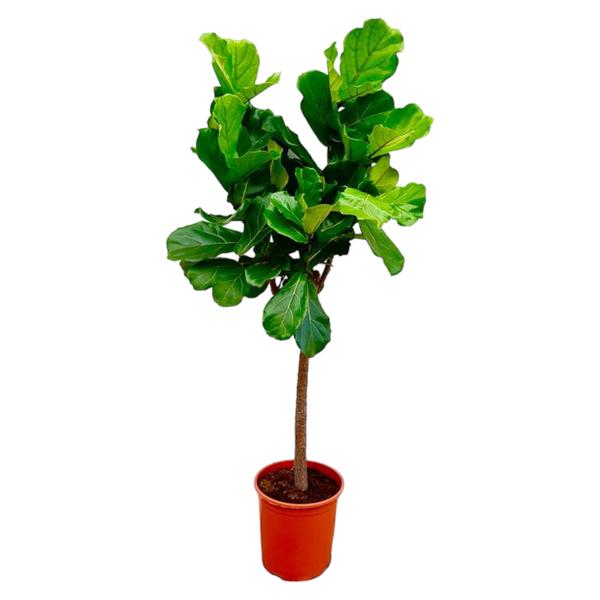 Ficus Lyrata boom - 160 cm of 180 cm - Ø30 cm | Ficus - Kamerplanten