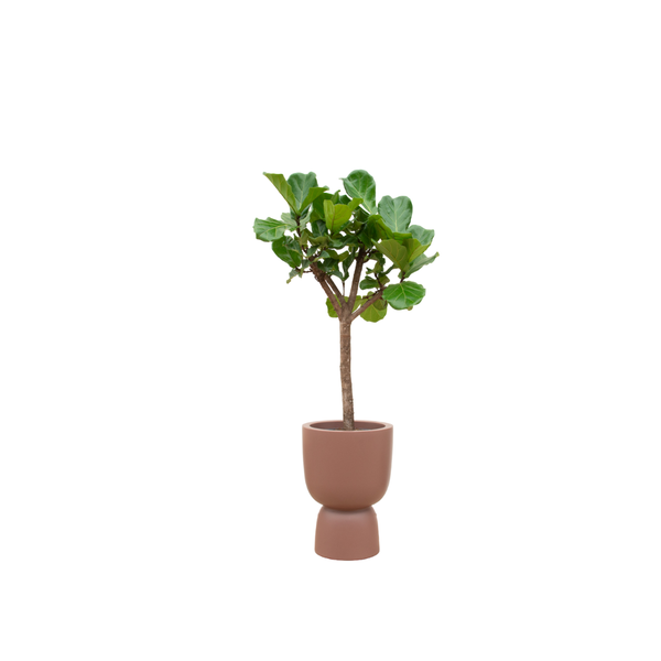 Ficus Lyrata boom inclusief Elho Pure Coupe Pot - 210 cm - Ø41