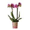 Orchidee | Roze paarse Phalaenopsis orchidee - El Salvador - potmaat Ø9cm