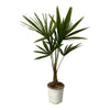 Trachycarpus Fortuneii - 100 cm - Ø18 cm | Compacte Palmboom