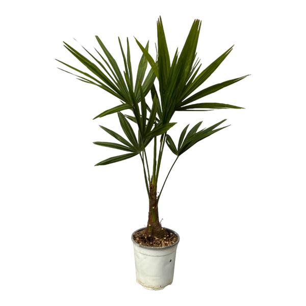 Trachycarpus Fortuneii - 100 cm - Ø18 cm | Compacte Palmboom