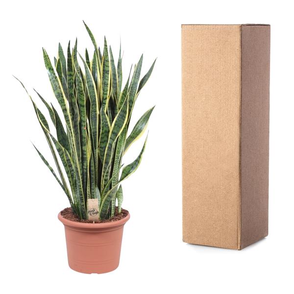 Sansevieria Laurentii - 100 cm - ø35 cm | Vrouwentong