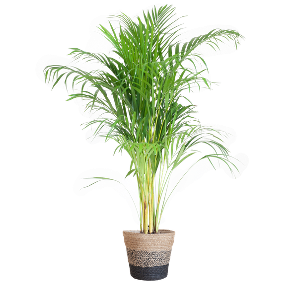 Areca Palm (Dypsis) - 100 cm - Ø21 cm - in Lissabon mand | Kamerplanten