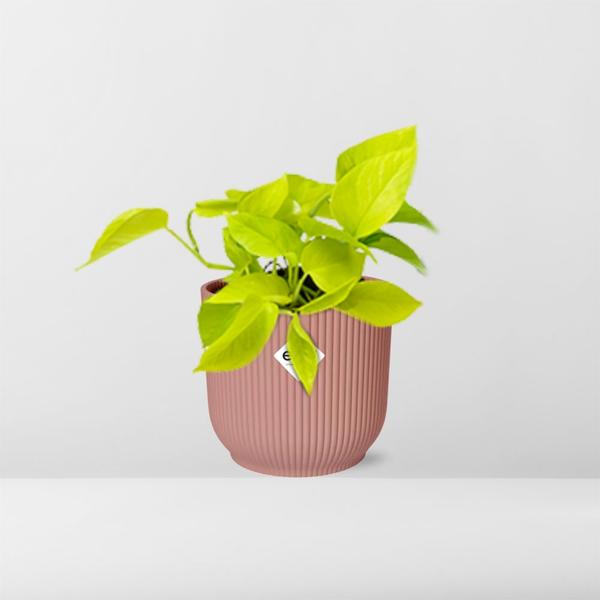 Epipremnum Pinnatum - 14 cm - in ELHO Vibes Fold | Golden Pothos