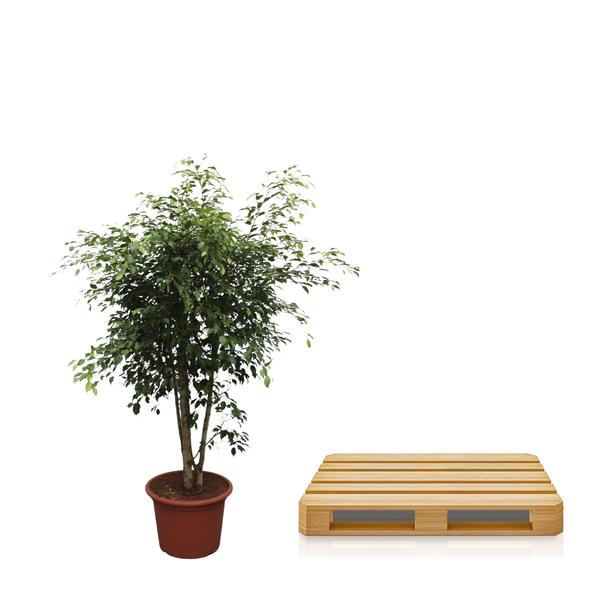 Ficus Benjamina Exotica vertakt - 190cm - ø50cm | Ficus - Grote Kamerplanten