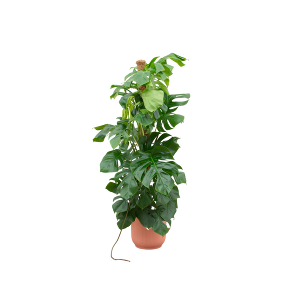 Monstera Pertusum | inclusief elho Vibes Fold Round - 150cm - Ø30 cm