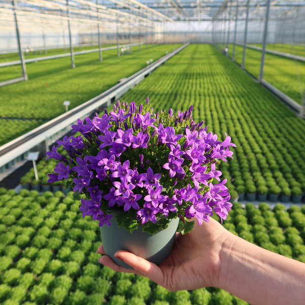 Campanula Ambella | Intense Purple in Granada pot - 2x