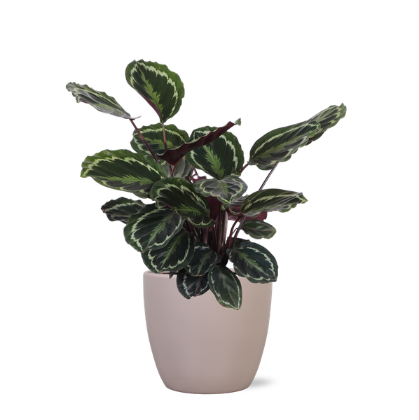 Calathea Medaillon - 70cm - Ø21cm - in verschillende kleuren Boule pot | Calathea