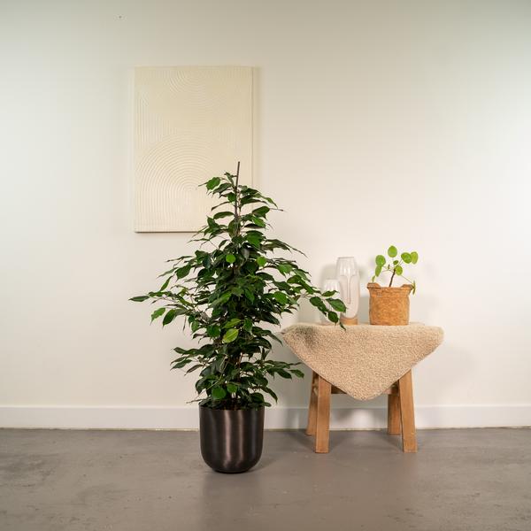 Ficus benjamina Danielle - 95 cm - Ø21 cm in Pot Mayk Lead | Ficus - Treurvijg