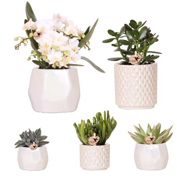 Planten set + sierpotten - Ø9 cm & Ø6 cm | bloeiende kamerplanten