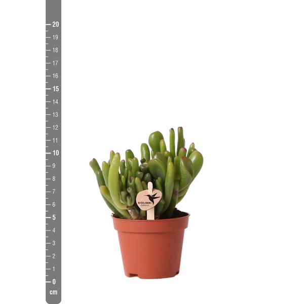 Succulent Crassula Hobbit -  potmaat Ø6 cm of Ø9 cm | Vetplantje met Robuuste stengels