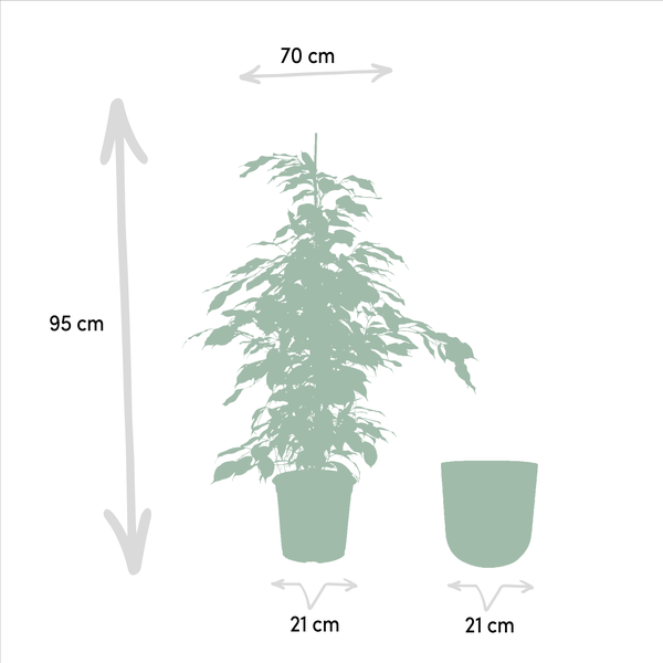 Ficus benjamina Danielle - 95 cm - Ø21 cm in Pot Mayk Lead | Ficus - Treurvijg