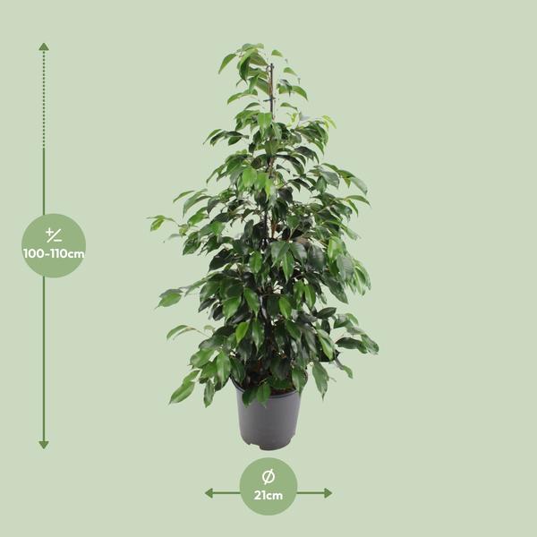 Ficus benjamina Danielle - 95 cm - Ø21 cm | Ficus - Kamerplanten