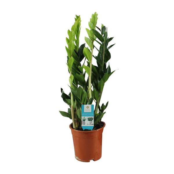 Zamioculcas Zamiifolia - 65 cm - Ø17 cm | ZZ-plant