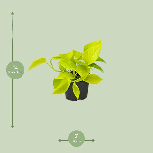 Epipremnum Pinnatum - Scindapsus - 15 cm - Ø12 cm | Golden Pothos