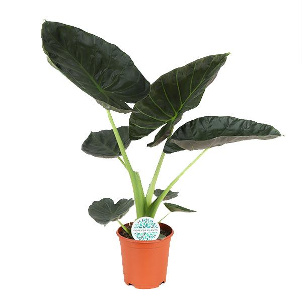 Alocasia Regal Shield - 100 cm - Ø21 cm | Alocasia - Olifantsoor