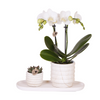 Luxe Plantenset Slow Living Small – Witte Orchidee & Succulent