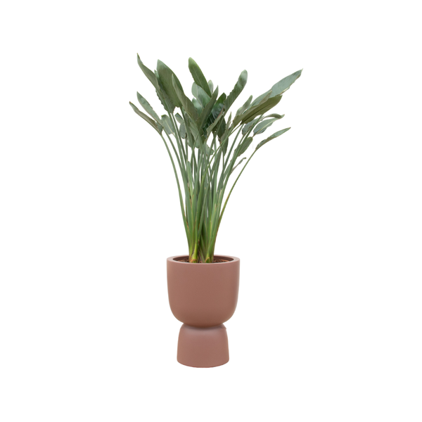 Strelitzia Reginae met pot Elho Pure Coupe bruin 190 cm - Ø41