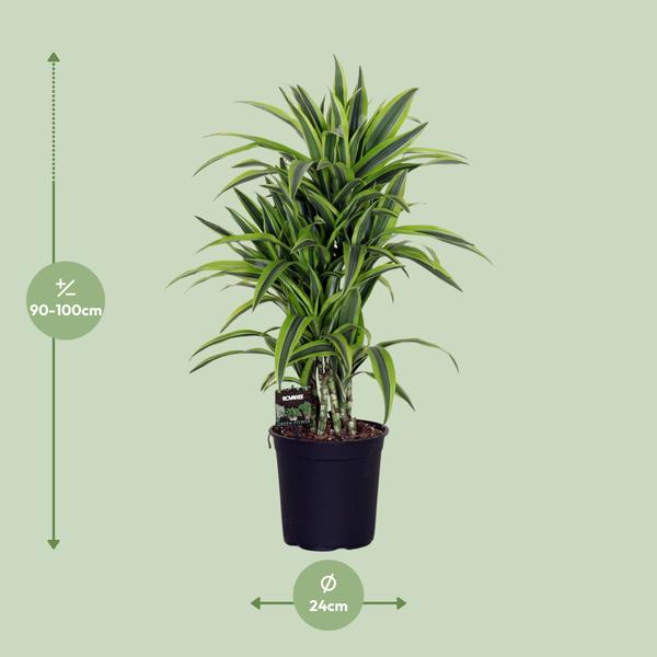 Dracaena Fragrans Lemon Lime - 100 cm - Ø24 cm | Dracaena - Drakenboom