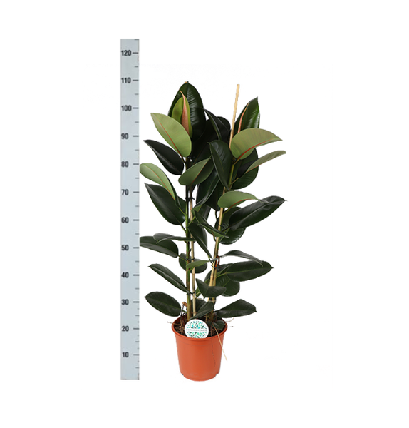 Ficus Elastica Robusta - 110cm - Ø24cm in Era pot | Ficus