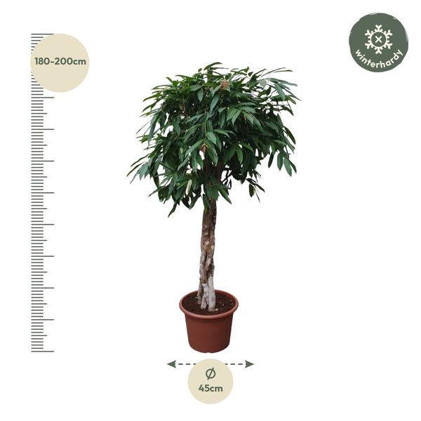 Ficus Amstel King gevlochten stam - 190 cm - ø45 | Ficus - Grote kamerplant