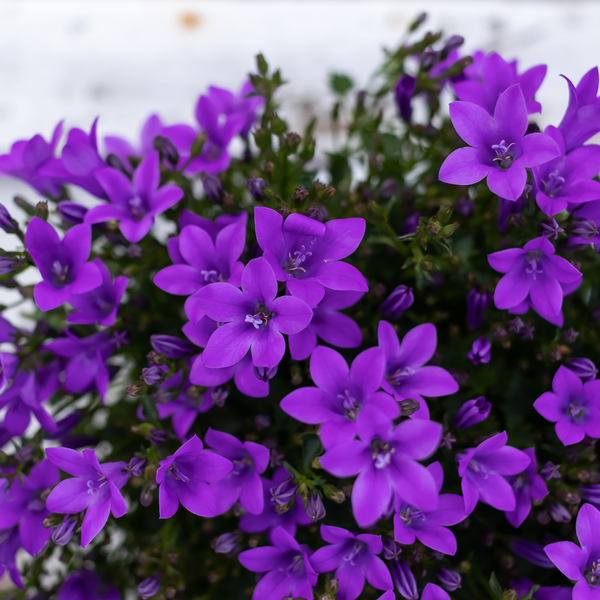 Campanula Ambella | Intense Purple in Granada pot - 2x