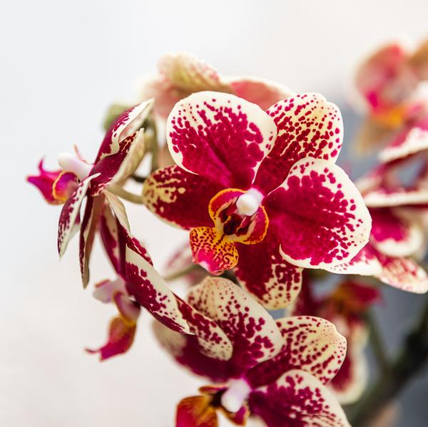 Orchidee | Geel rode Phalaenopsis orchidee - Spain + Bee pot - potmaat Ø9cm