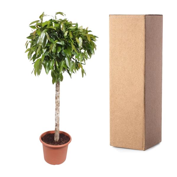 Ficus Amstel King - 180cm - ø40cm | Ficus - Grote Kamerplanten