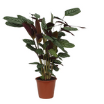 Calathea Compactstar - 80cm - Ø19cm | Calathea