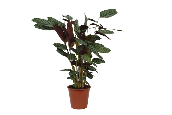 Calathea Compactstar - 80cm - Ø19cm | Calathea