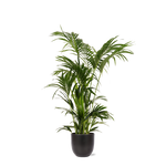 Kentia Palm - 160 cm - Ø27 cm - in Boule pot  | Kamerplant