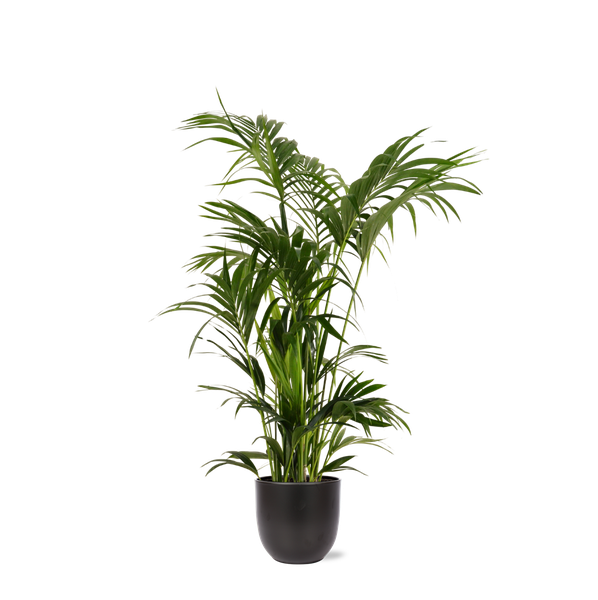 Kentia Palm - 160 cm - Ø27 cm - in Boule pot  | Kamerplant