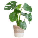 Monstera Deliciosa | in Lissabon mand wit of zwart - 50 cm - Ø17 cm