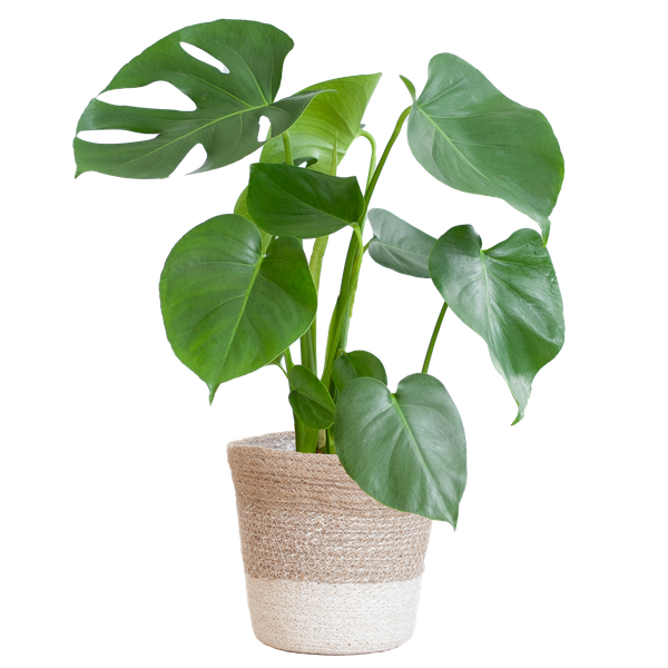 Monstera Deliciosa | in Lissabon mand wit of zwart - 50 cm - Ø17 cm