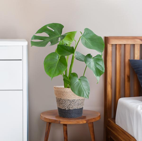 Monstera Deliciosa | in Lissabon mand wit of zwart - 50 cm - Ø17 cm