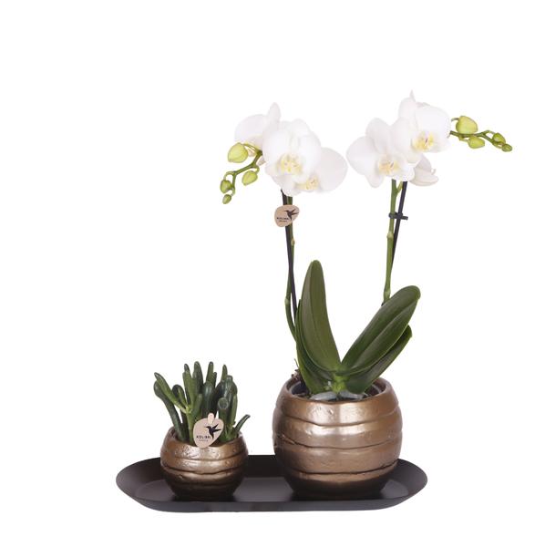 Orchidee | Plantenset Home Hub grey small | Groene planten met witte Phalaenopsis orchidee in koperkleurige sierpotten en zwart dienblad