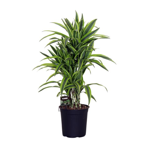 Dracaena Fragrans Lemon Lime - 100 cm - Ø24 cm | Dracaena - Drakenboom