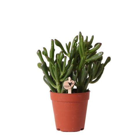 Succulent Crassula Hobbit