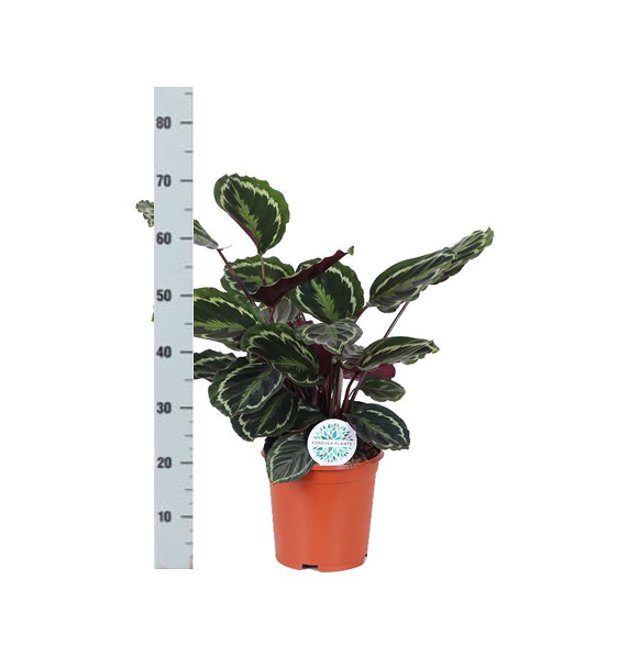 Calathea Medaillon - 70cm - Ø21cm - in verschillende kleuren Boule pot | Calathea