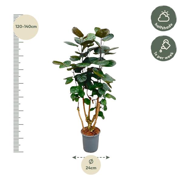 Polyscias Fabian - 130 cm - ø24 cm | Kamerplant Aralia