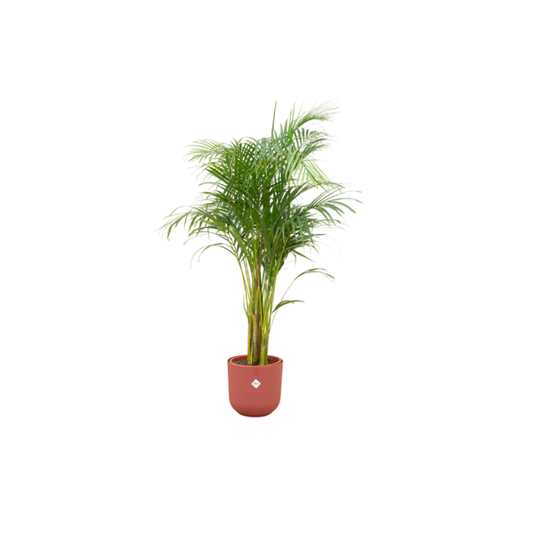 Combi deal - Areca palm - 140 cm - Ø26 cm - in Elho Jazz Round pot | Palm