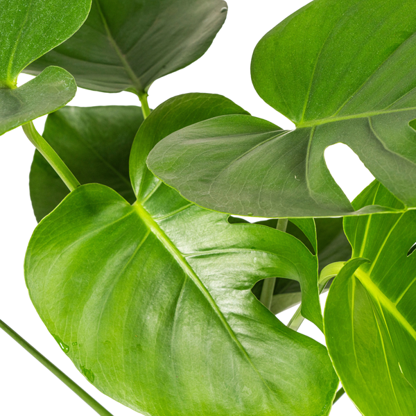 Monstera Deliciosa Tauerii - 80cm - Ø19cm | Monstera