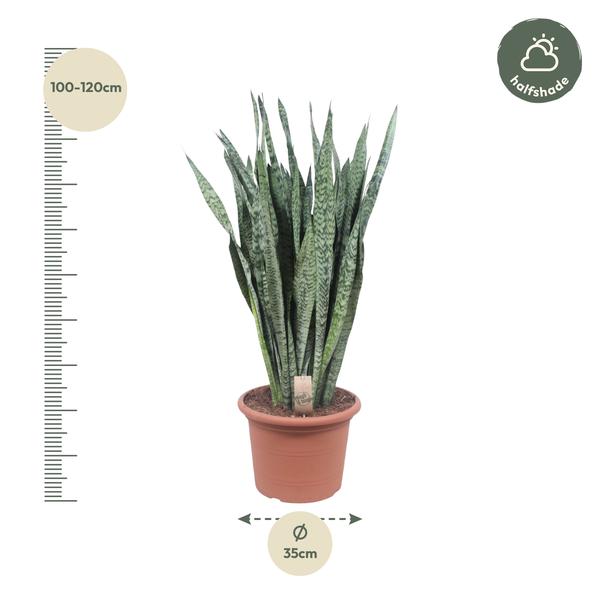 Sansevieria Zeylenica - 110 cm - ø35 cm | Vrouwentong