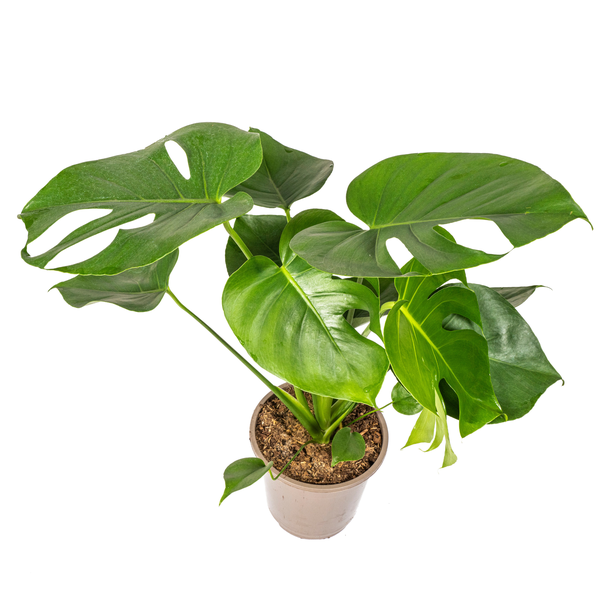 Monstera Deliciosa Tauerii - 80cm - Ø19cm | Monstera