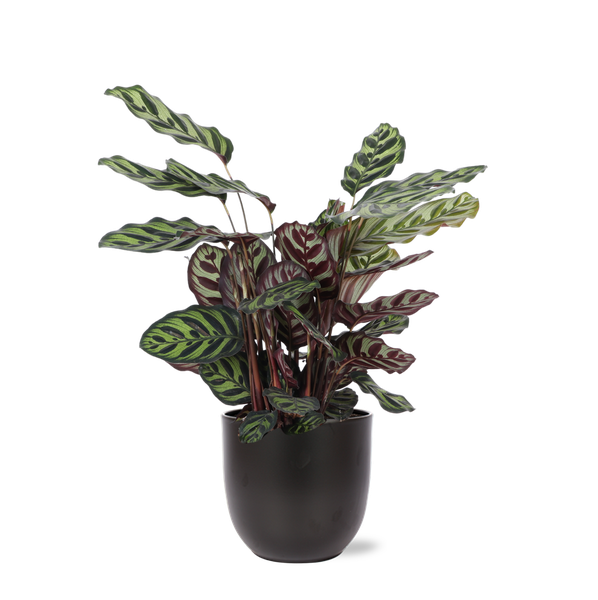 Calathea Makoyana - 70cm - Ø21cm - in verschillende kleuren Boule pot | Calathea