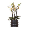 Orchidee | Witte Phalaenopsis orchidee - Lausanne + Bubble pot black- potmaat Ø9cm