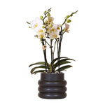 Orchidee | Witte Phalaenopsis orchidee - Lausanne + Bubble pot black- potmaat Ø9cm